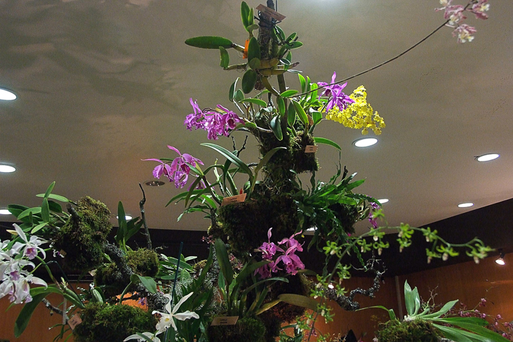 2014_0922Orchideentage0059