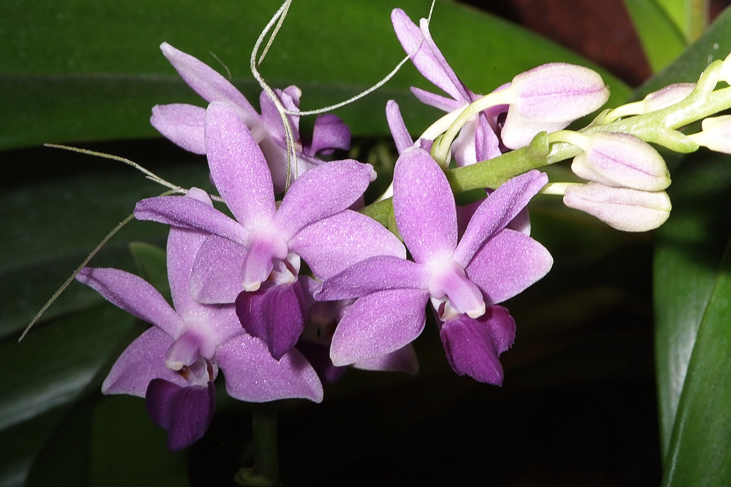 2014_0922Orchideentage0083
