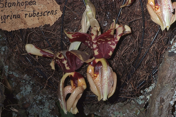 2014_0922Orchideentage0093