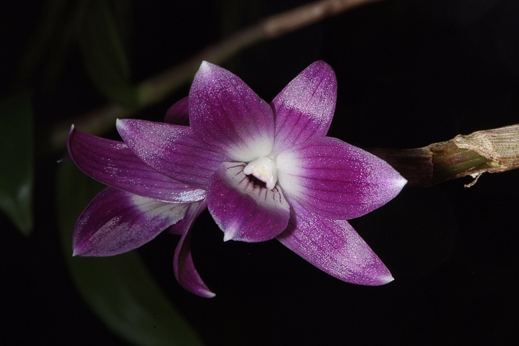 2014_0922Orchideentage0095