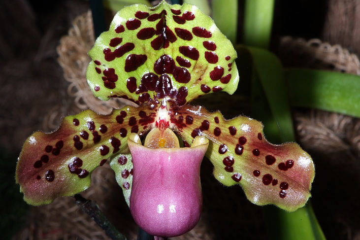 2014_0922Orchideentage0102