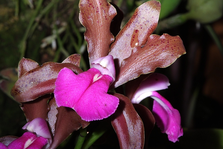 2014_0922Orchideentage0106