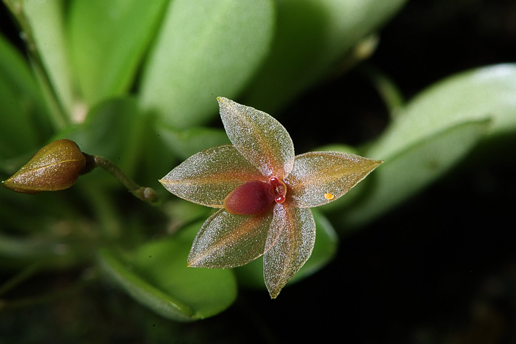 2014_0922Orchideentage0123