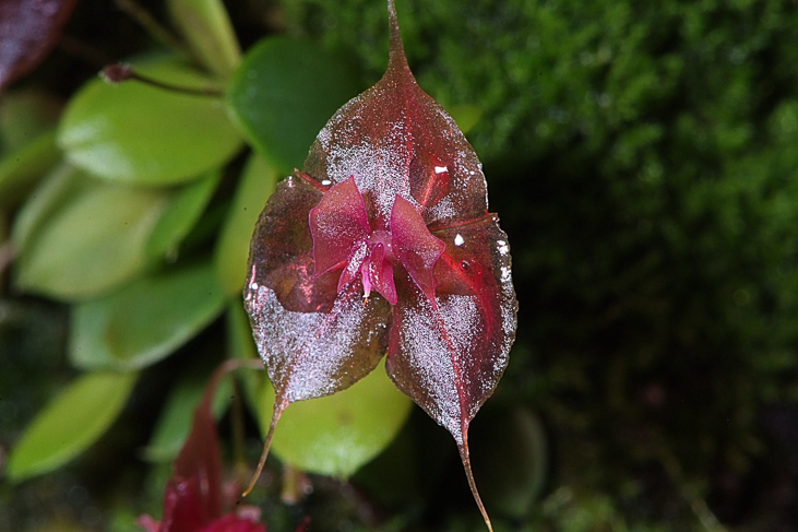 2014_0922Orchideentage0128