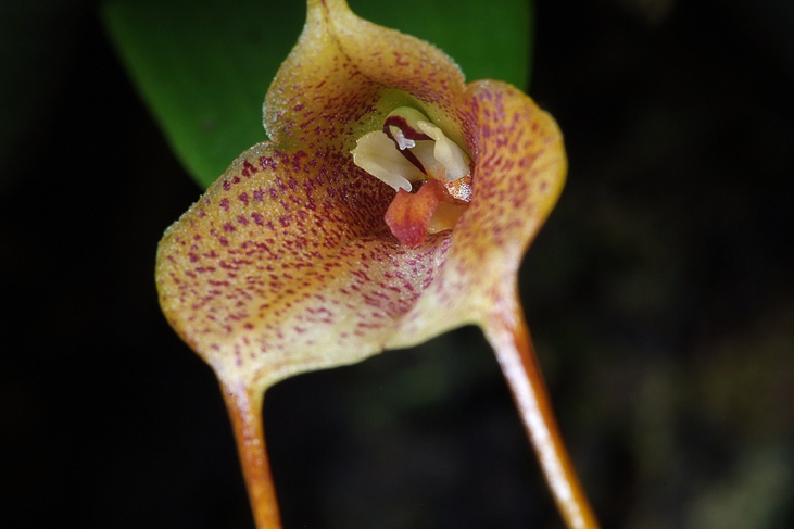 2014_0922Orchideentage0130