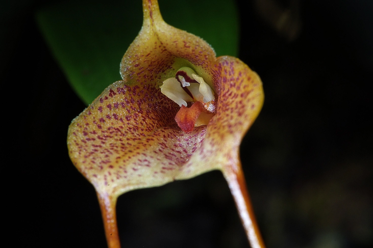 2014_0922Orchideentage0131