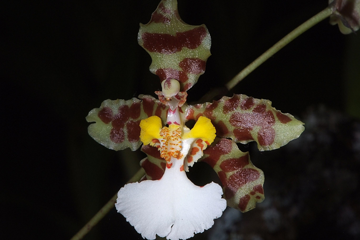 2014_0922Orchideentage0139