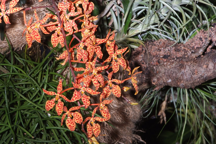 2014_0922Orchideentage0160