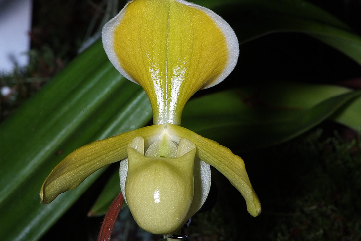 2014_0922Orchideentage0165