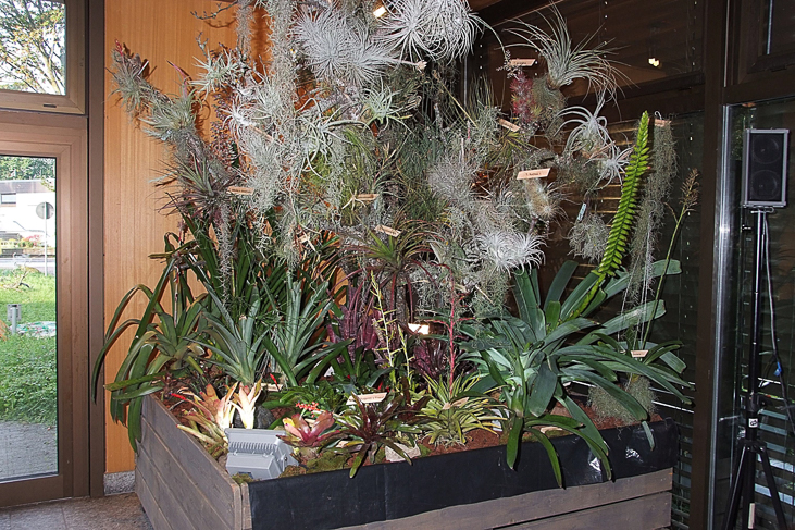 2014_0922Orchideentage0194