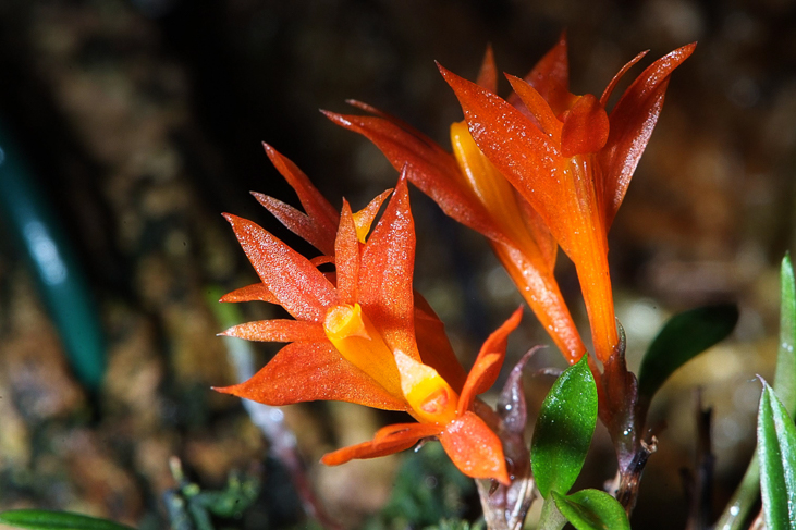 2014_0922Orchideentage0276