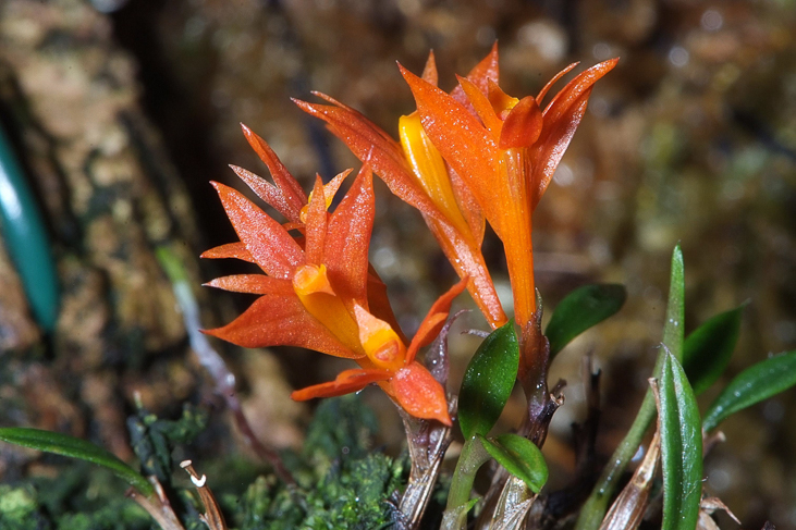 2014_0922Orchideentage0277